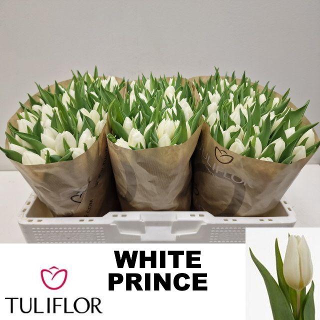 <h4>TU EN WHITE PRINCE</h4>