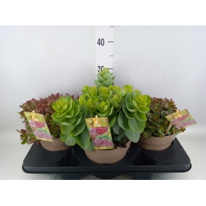 Sedum   ...