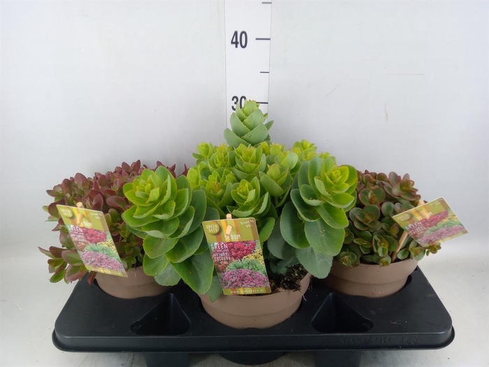 <h4>Sedum   ...</h4>