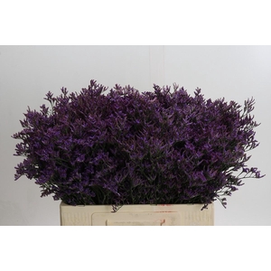 Limonium ov Piuma Dark Blue