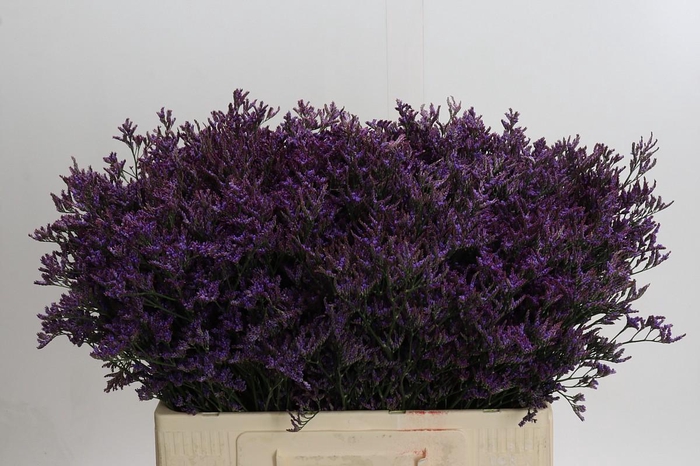 <h4>Limonium ov Piuma Dark Blue</h4>
