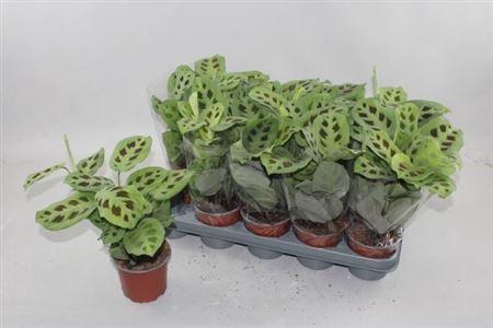 <h4>Maranta Kerchoveana</h4>