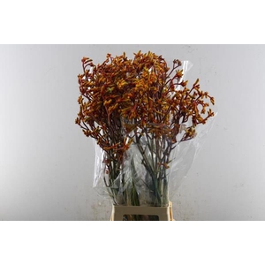 Anigoz Gold Fever (or)  L 90