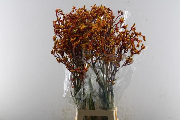 <h4>Anigoz Gold Fever (or)  L 90</h4>