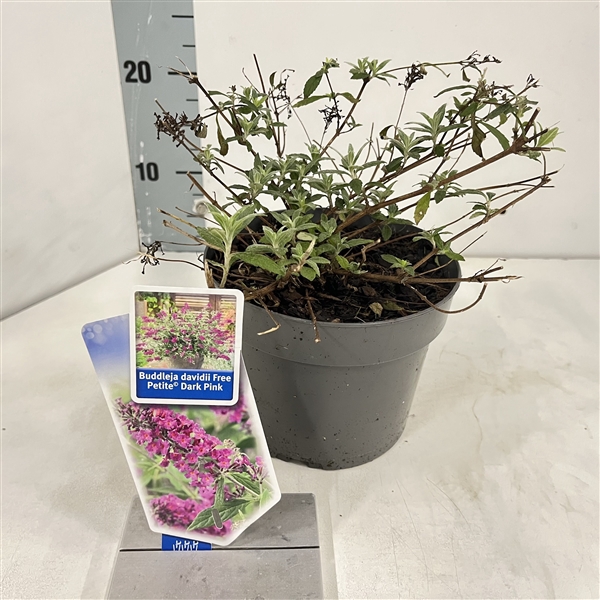 <h4>Buddleja dav. Free Petite© Dark Pink ('Podaras 10'PBR)</h4>