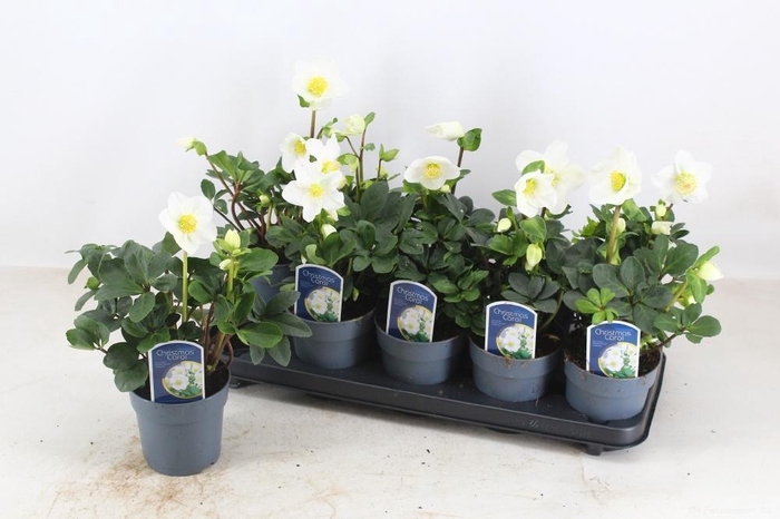 <h4>HELL NI CHR CAROL</h4>