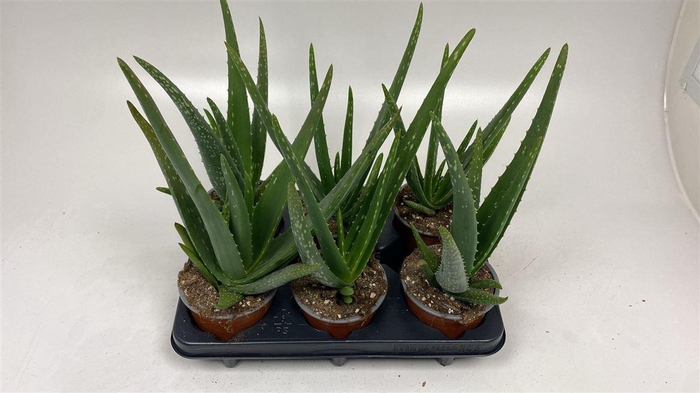 <h4>Aloe vera</h4>
