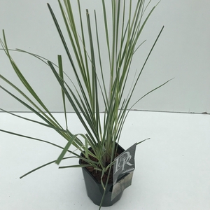 Graminées Cortederia sell. 'Mini Silverpampas'