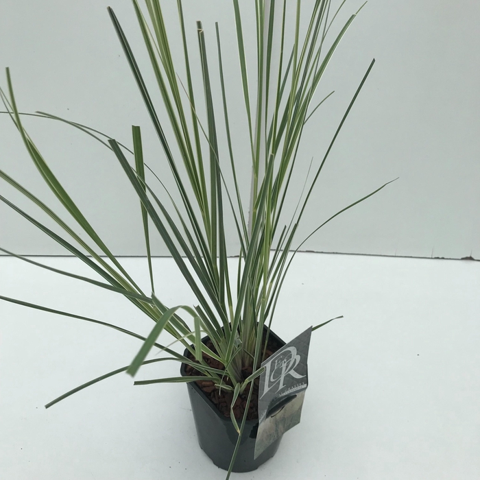 <h4>Graminées Cortederia sell. 'Mini Silverpampas'</h4>