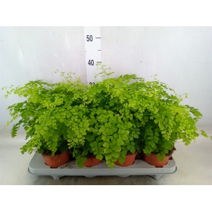 Adiantum raddi. 'Fragrans'