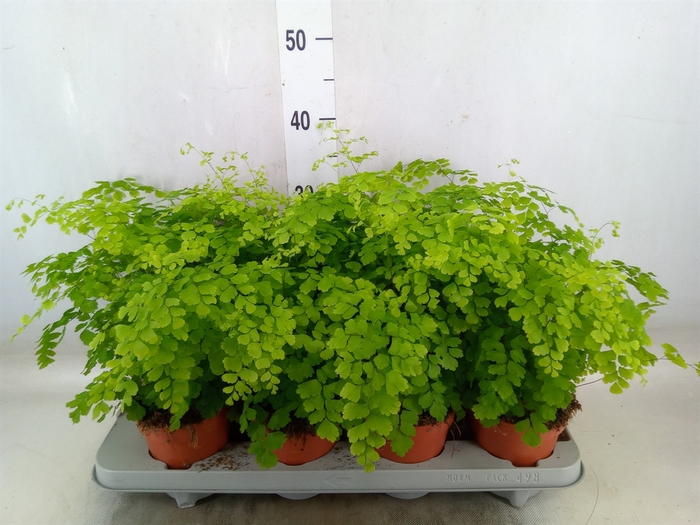 <h4>Adiantum raddi. 'Fragrans'</h4>