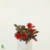 Chamaecereus silvestrii