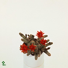 Chamaecereus silvestrii