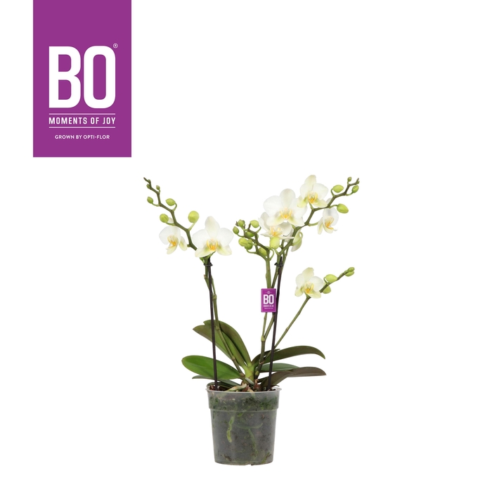 <h4>Flora P12 BO Beauty 2 spike</h4>