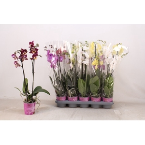 PHAL GEM 5 KL