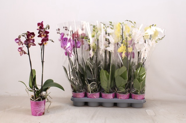 <h4>PHAL GEM 5 KL</h4>