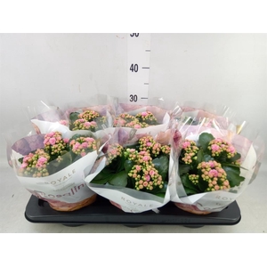 Kalanchoe blos. 'RosDon Alano'