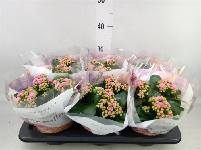 <h4>Kalanchoe blos. 'RosDon Alano'</h4>