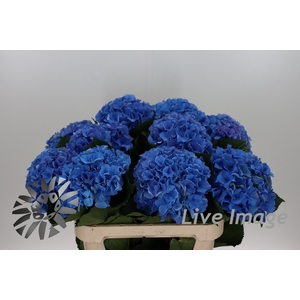 Hydrangea royal parade