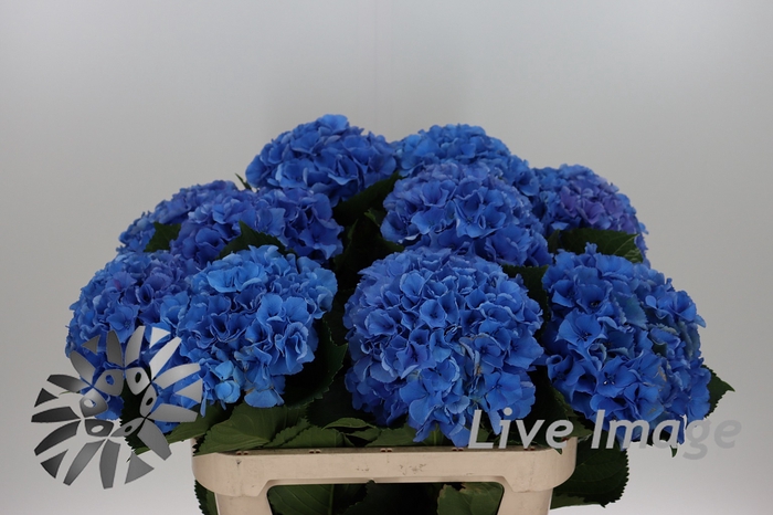 <h4>Hydrangea royal parade</h4>