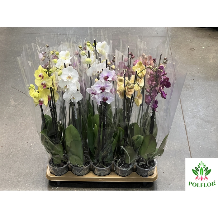 <h4>Phalaenopsis Mix 12Ø 70cm 2 Pędy</h4>