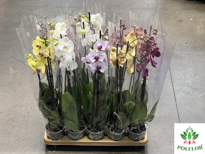 Phalaenopsis Mix 12Ø 70cm 2 Pędy