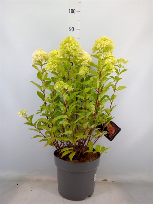 <h4>Hydrangea pan.</h4>