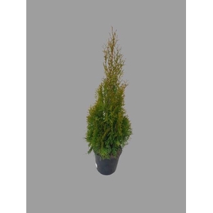 THUJA O SMARAGD
