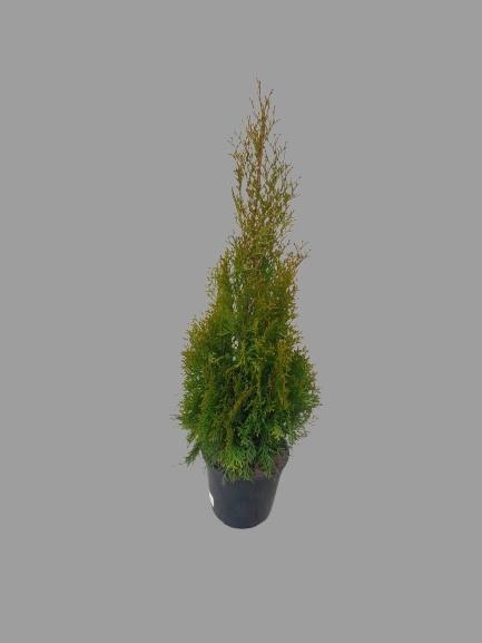 <h4>THUJA O SMARAGD</h4>