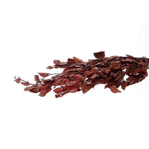 Bunch Faggio Pres. 300gr