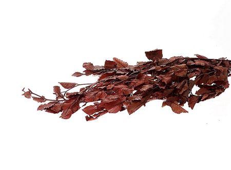 Bunch Faggio Pres. 300gr