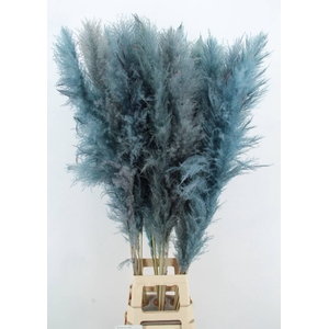 DF Pampas 130cm L.Blue