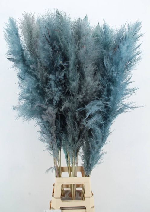 <h4>DF Pampas 130cm L.Blue</h4>
