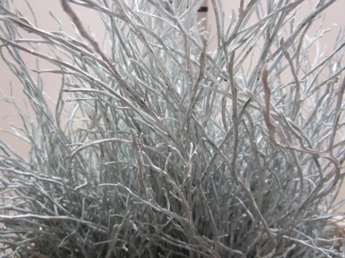 <h4>Heidelbeer Wit</h4>