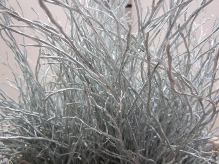 <h4>Heidelbeer Wit</h4>