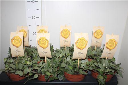 <h4>Hoya Kr Eskimo</h4>