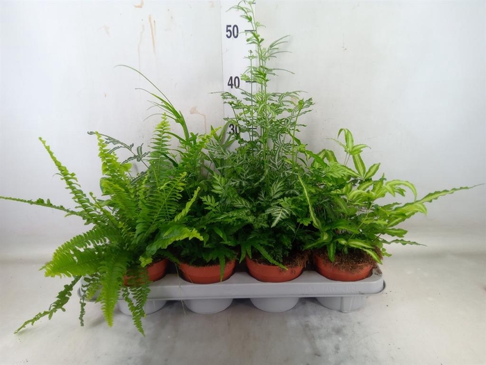 <h4>Ferns ...mix</h4>