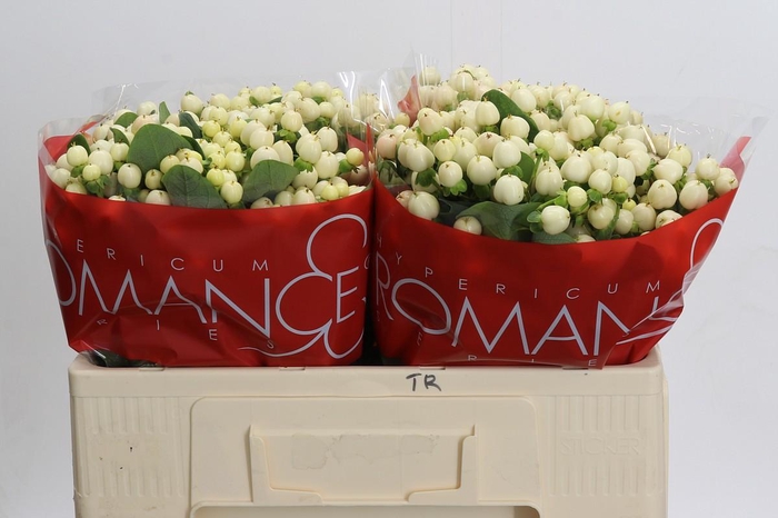 <h4>Hypericum Cool Romance</h4>