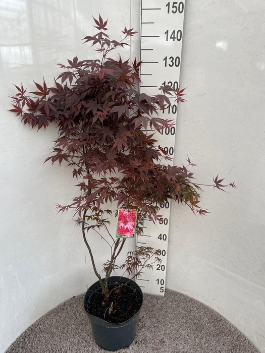 <h4>ACER PA BLOODGOOD</h4>