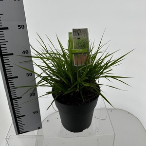 Eragrostis elliottii