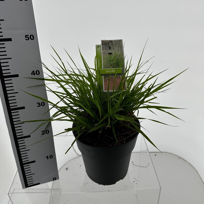 <h4>Eragrostis elliottii</h4>