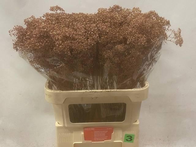 <h4>GYPS KLB H%</h4>