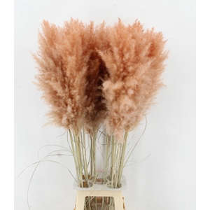 CORTA SELLOAN KLB H%