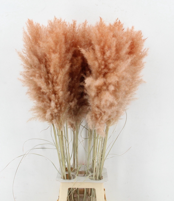 <h4>CORTA SELLOAN KLB H%</h4>