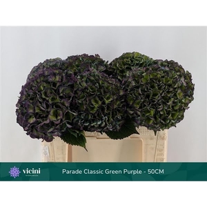 Hydr Parade Classic Green Purple 50 cm Vicini