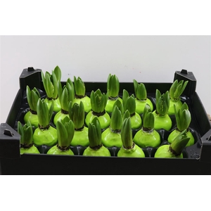 Wax Hyacinth Groen Mint