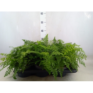 Asplenium parvati