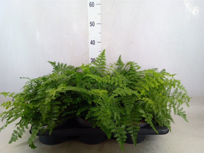 <h4>Asplenium parvati</h4>