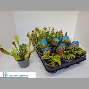 VLEESET PL GEM 6 SRT