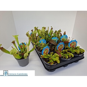 VLEESET PL GEM 6 SRT